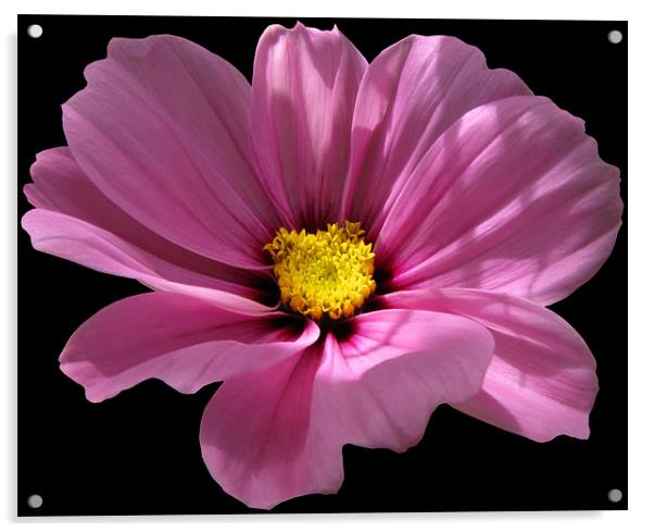 Pink Cosmos on Black Acrylic by Jacqi Elmslie