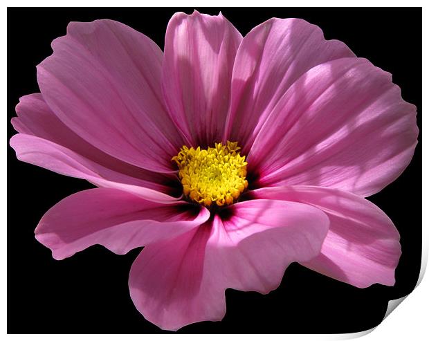 Pink Cosmos on Black Print by Jacqi Elmslie