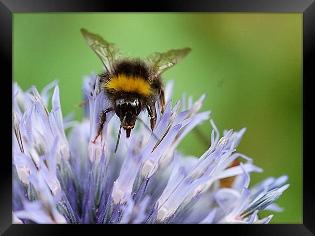 Bee on a Echinops Framed Print by Mike Herber