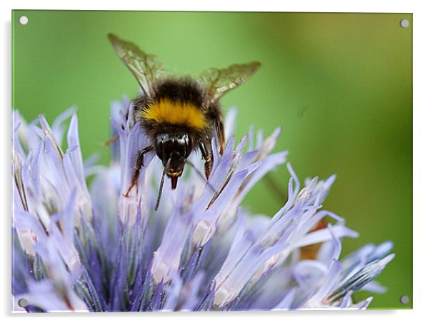 Bee on a Echinops Acrylic by Mike Herber