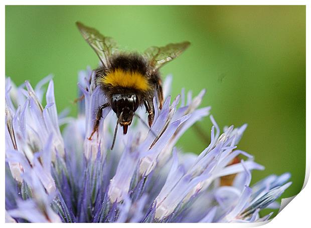 Bee on a Echinops Print by Mike Herber