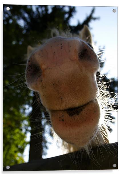 Horse, nose, humour Acrylic by Raymond Gilbert