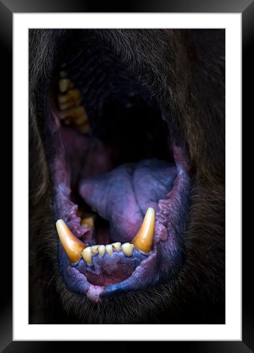 bear, mouth, roar Framed Mounted Print by Raymond Gilbert