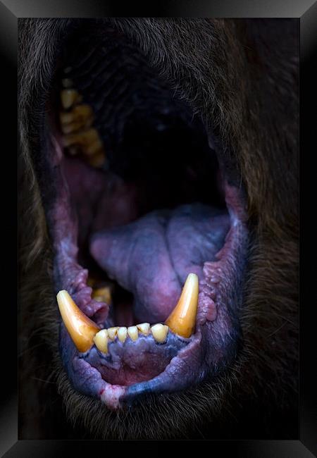 bear, mouth, roar Framed Print by Raymond Gilbert