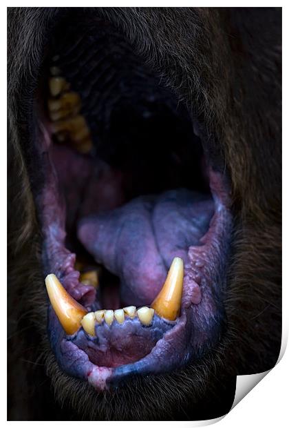 bear, mouth, roar Print by Raymond Gilbert