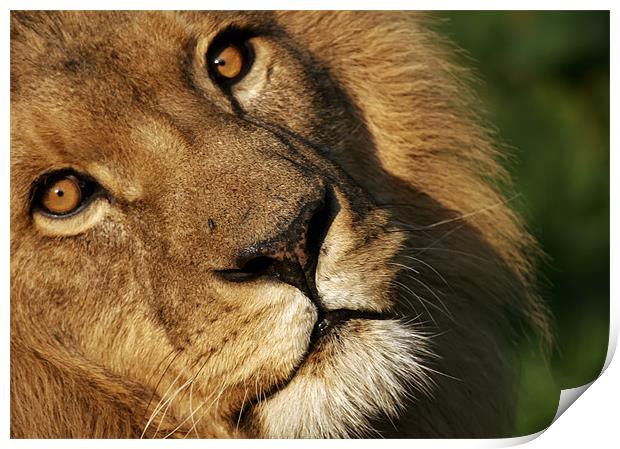 lion, wild, animal Print by Raymond Gilbert