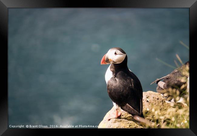 Puffin Framed Print by Brent Olson