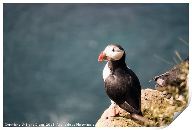 Puffin Print by Brent Olson