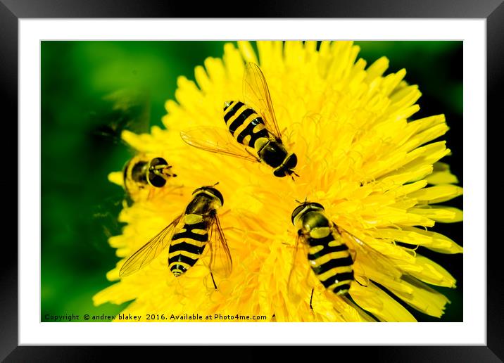 Hover Flies on a flower Framed Mounted Print by andrew blakey