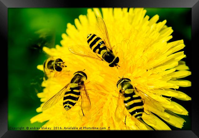 Hover Flies on a flower Framed Print by andrew blakey
