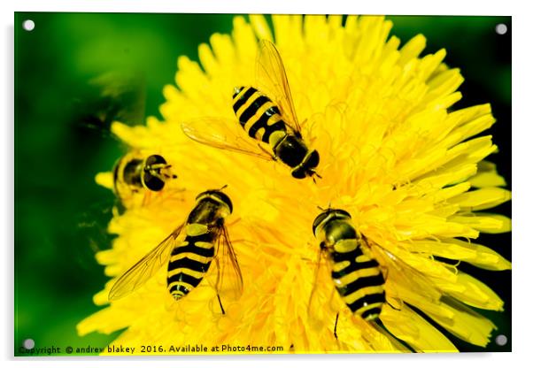 Hover Flies on a flower Acrylic by andrew blakey