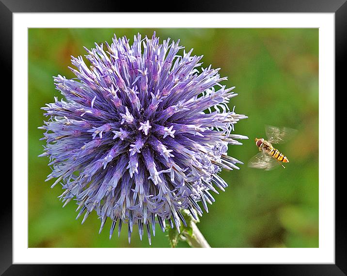 Coming in to land Framed Mounted Print by Mike Herber