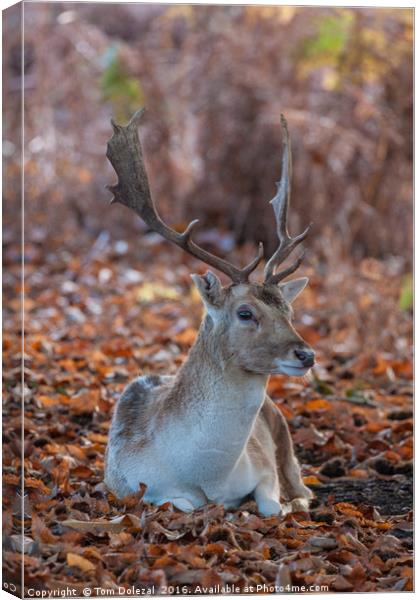 Resting fallow stag Canvas Print by Tom Dolezal