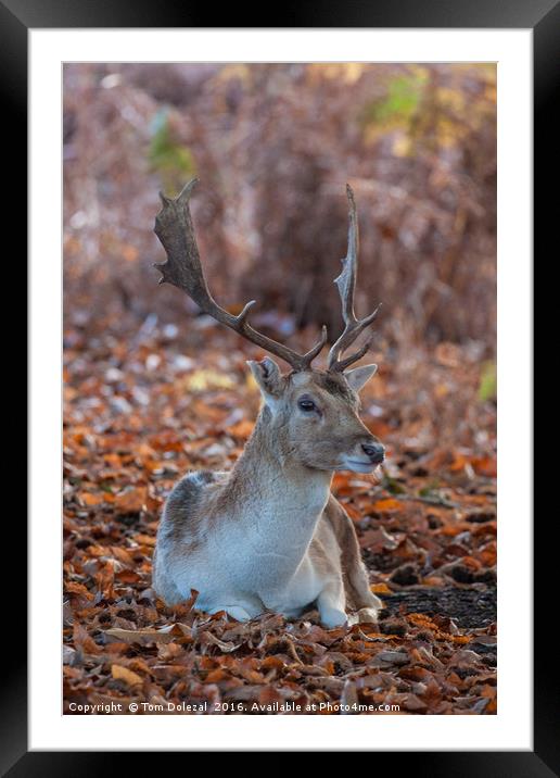 Resting fallow stag Framed Mounted Print by Tom Dolezal
