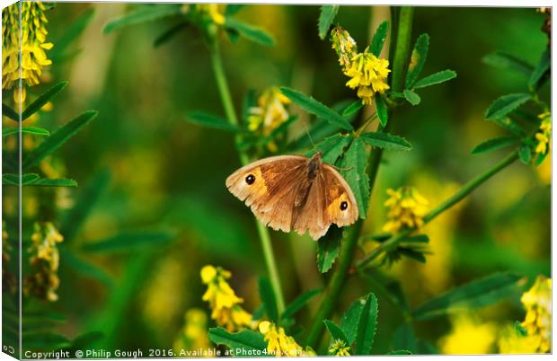 Meadow Brown Butterfly Canvas Print by Philip Gough