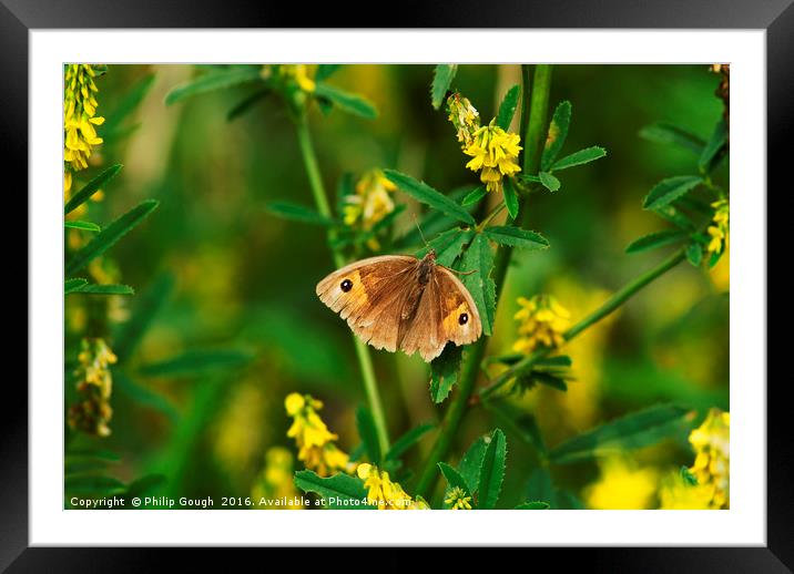 Meadow Brown Butterfly Framed Mounted Print by Philip Gough