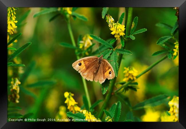 Meadow Brown Butterfly Framed Print by Philip Gough