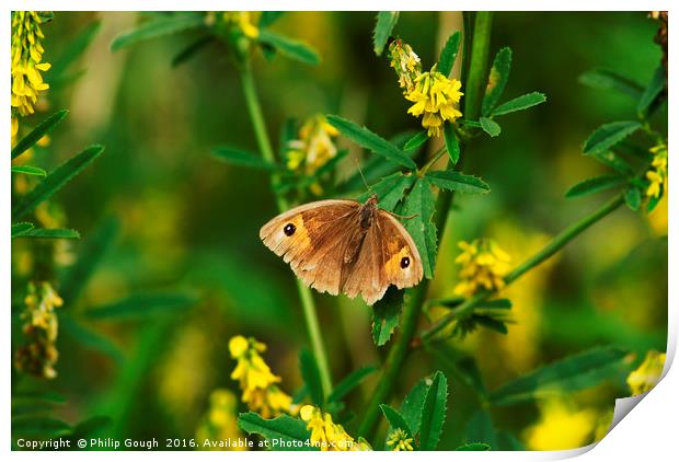 Meadow Brown Butterfly Print by Philip Gough