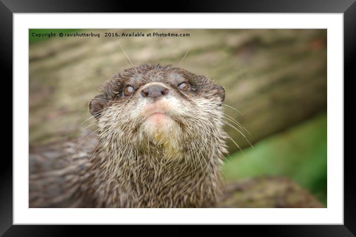 Otter - You talking to me Framed Mounted Print by rawshutterbug 