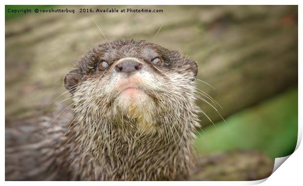 Otter - You talking to me Print by rawshutterbug 