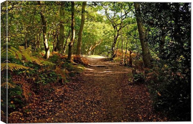 Lingwood Common, Essex Canvas Print by Diana Mower