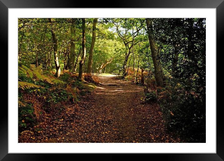 Lingwood Common, Essex Framed Mounted Print by Diana Mower