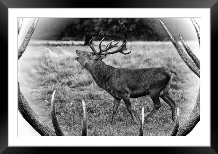 Red deer stag bellowing  Framed Mounted Print by JC studios LRPS ARPS