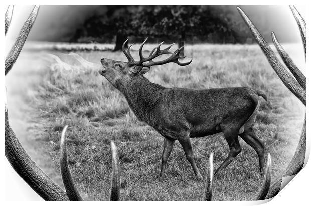 Red deer stag bellowing  Print by JC studios LRPS ARPS