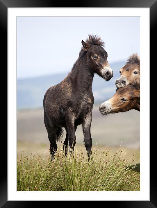 Curious Exmoor Pony Foals Framed Mounted Print by Mike Gorton