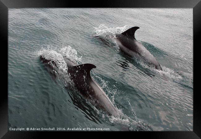 Two Dolphins Framed Print by Adrian Snowball