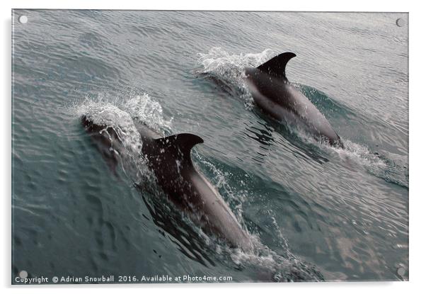 Two Dolphins Acrylic by Adrian Snowball