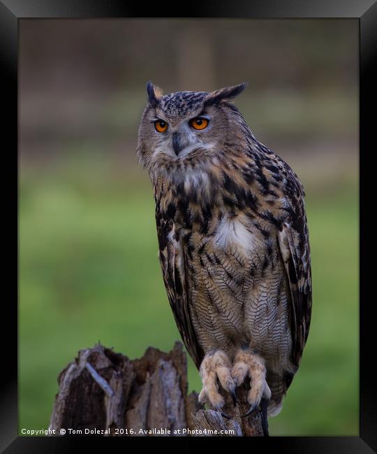 Staring orange eyes of a Posing Eagle owl  Framed Print by Tom Dolezal