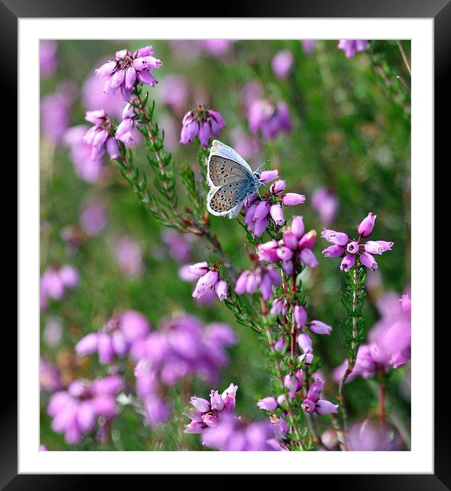 Silver Studded Blue Framed Mounted Print by Ruth Hallam