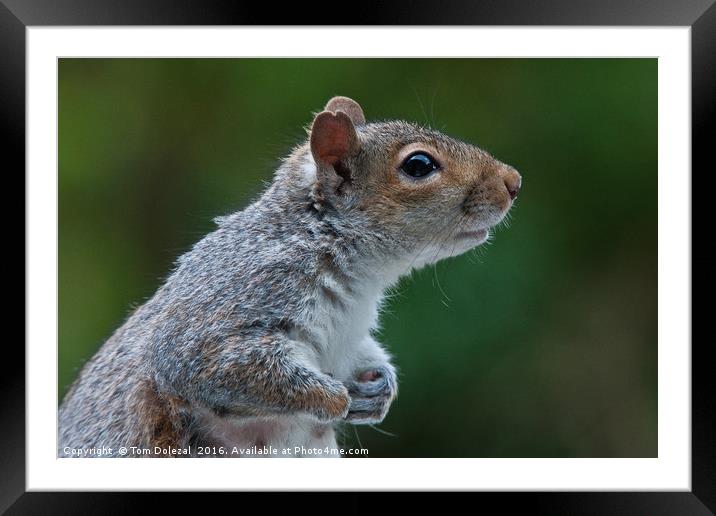 Cute Grey Squirrel Framed Mounted Print by Tom Dolezal