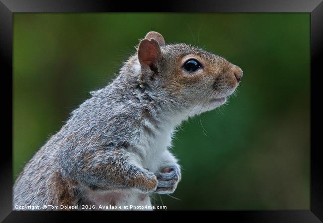 Cute Grey Squirrel Framed Print by Tom Dolezal