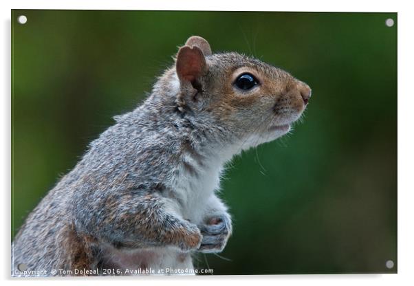 Cute Grey Squirrel Acrylic by Tom Dolezal