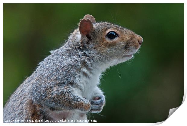 Cute Grey Squirrel Print by Tom Dolezal