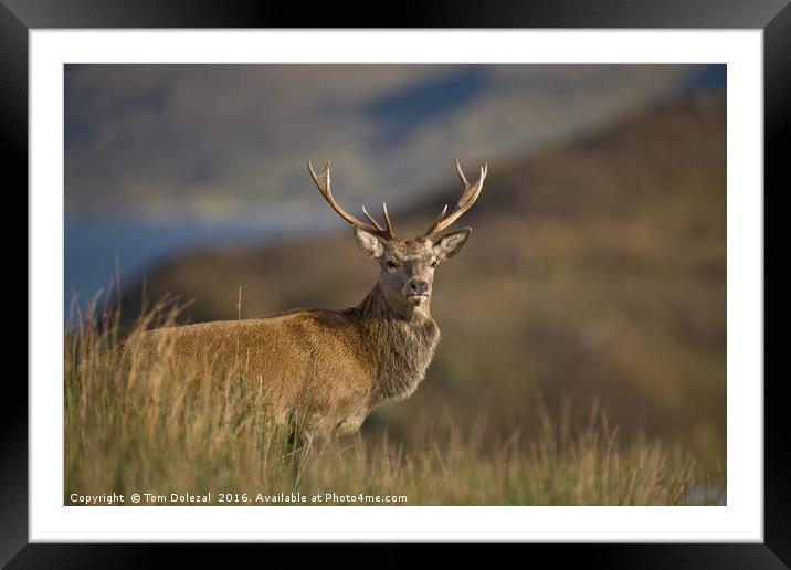 Highland Stag profile Framed Mounted Print by Tom Dolezal
