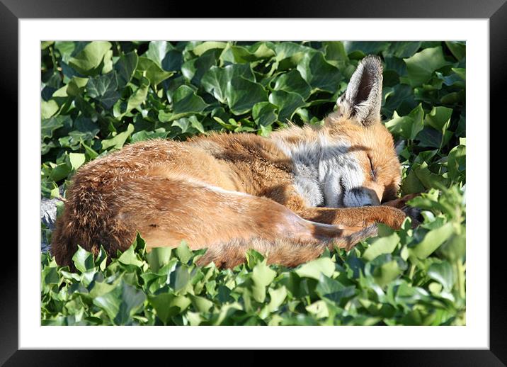 Fox Framed Mounted Print by Ruth Hallam