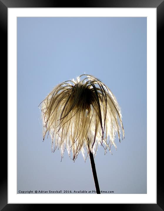 Clematis flower head Framed Mounted Print by Adrian Snowball