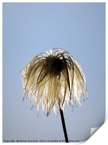 Clematis flower head Print by Adrian Snowball