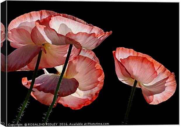 "MORNING DEW-KISSED POPPIES" Canvas Print by ROS RIDLEY