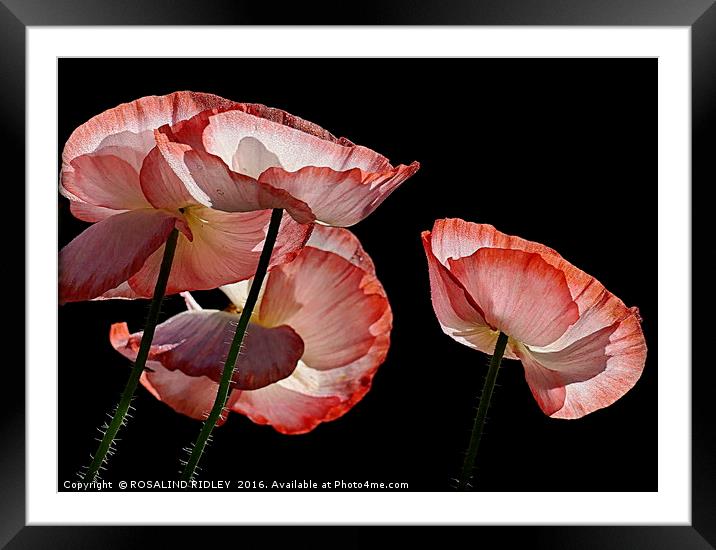 "MORNING DEW-KISSED POPPIES" Framed Mounted Print by ROS RIDLEY