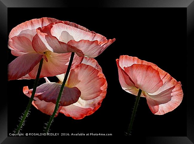 "MORNING DEW-KISSED POPPIES" Framed Print by ROS RIDLEY