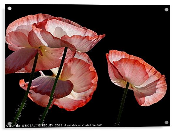 "MORNING DEW-KISSED POPPIES" Acrylic by ROS RIDLEY