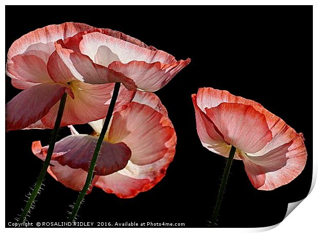 "MORNING DEW-KISSED POPPIES" Print by ROS RIDLEY