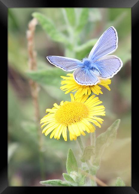 Common Blue Butterfly 2 Framed Print by Ruth Hallam