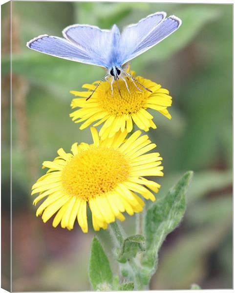 Common Blue Butterfly 3 Canvas Print by Ruth Hallam