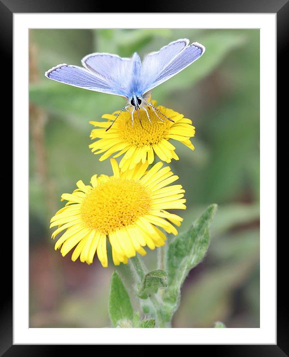 Common Blue Butterfly 3 Framed Mounted Print by Ruth Hallam