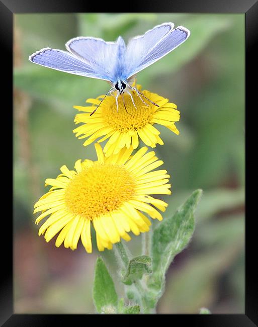 Common Blue Butterfly 3 Framed Print by Ruth Hallam